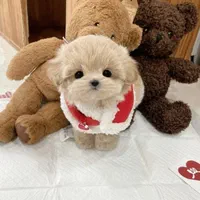 سگ گوگولی جیبی شیتزوپودل