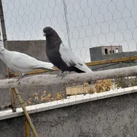 کبوتر سینه ای|پرنده|صائین قلعه, |دیوار