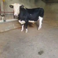 گوساله نر هم کشتی هم داشتی