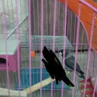 طوطی برزیلی کاسکویی نر مادش پریده