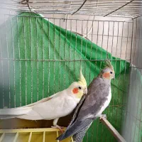یک جفت عروس هلندی بالغ|پرنده|سمنان, |دیوار
