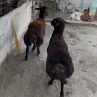 گوسفند نر|حیوانات مزرعه|ارومیه, |دیوار