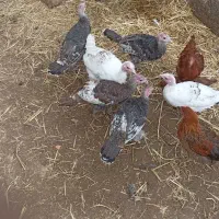 بوقلمون|حیوانات مزرعه|طاغنکوه, |دیوار