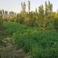 باغچه ۱۵۰۰ متری با آب دائمی و انواع درخت میوه|فروش زمین و ملک کلنگی|خوی, |دیوار