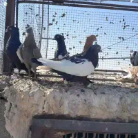 16عددکفتر بهبهونی هوایی|پرنده|رونیز, |دیوار