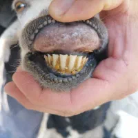 بز دوقلو زا با بزغاله|حیوانات مزرعه|گنبد کاووس, |دیوار