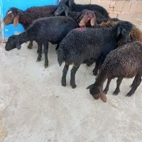 بره ماده    گوسفند