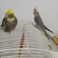 جوجه ۲ ماهه