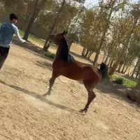 کره مادیون اسب|اسب و تجهیزات اسب‌سواری|خمینی‌شهر, |دیوار