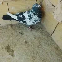 کبوتر سار
