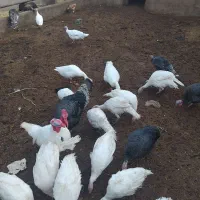 حیوانات مزرعه بوقلمون|حیوانات مزرعه|تاکستان, |دیوار