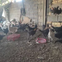 فروش جوجه مرغ و خروس محلی