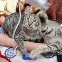 واگذاری بچه گربه بازی گوش و خانگی