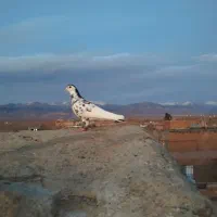 کبوتر و ماده زدوخردی