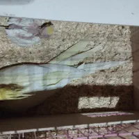 عروس هلندی مولدو مرغ عشق نر