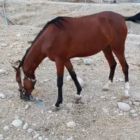 فروش مادیون درشور|اسب و تجهیزات اسب‌سواری|لنده, |دیوار