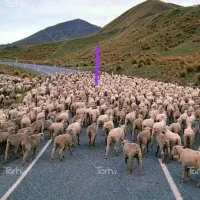 گوسفند زنده با بازدیه گوشت بالا