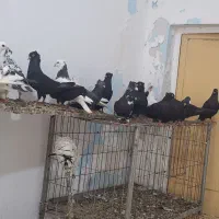 کبوتر