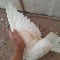 کفتر|پرنده|زارچ, |دیوار