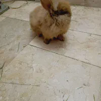 خرگوشلپ همراهوسایل۷۰۰|موش و خرگوش|فردوسیه, |دیوار