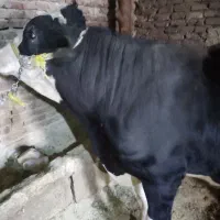 گوساله نر|حیوانات مزرعه|هرسین, |دیوار