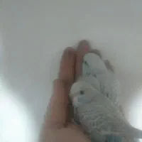 مرغ عشق پرنده دستی سخنگو