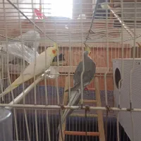 یک جفت عروس هلندی با تمام وسایل