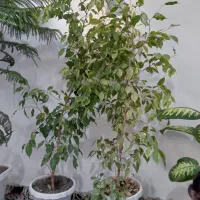 گل بنجامین