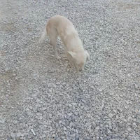 سگ پاسی خانگی|سگ|لردگان, |دیوار