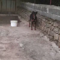 واگذاری دوبرمن