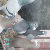 یه دسته پلاکی جنگنده