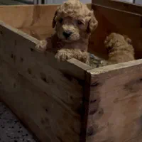 تاینی توی پودل واگذاری