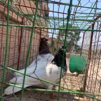 کبوتر کله