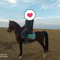 اسب دو سرکورد نریان چهار نشان