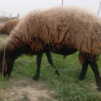 قوچ دوتا میش ابست|حیوانات مزرعه|آزادشهر, |دیوار