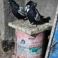 ساده و سینه کفتر جفتگاه وپرش|پرنده|رضویه, |دیوار