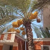 فروش خارک برهی