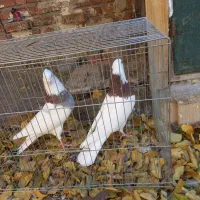 ۴عدد طوقی تر تمیز