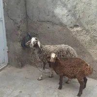 دو عدد بره نر جمعی