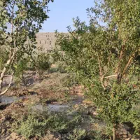 باغ و باغچه به متراژ ۱۱۰۰ متر