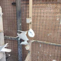 کفتر یا کبوتر طوقی