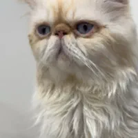 گربه نیاز به جفتگیری