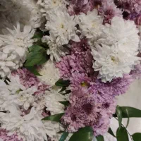 گل داوودی طبیعی