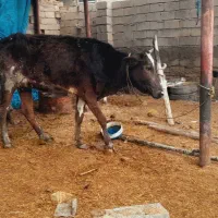 گاو.  وگوساله ماده|حیوانات مزرعه|حمیدیه, |دیوار