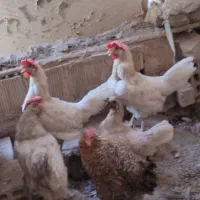مرغ بومی