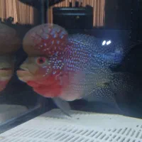 فلاور نر و ماده