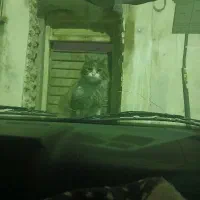 گربه ..دسگاه جوش