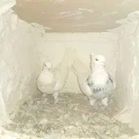 کبوتر طوقی