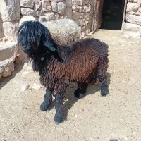 سلمان مولایی