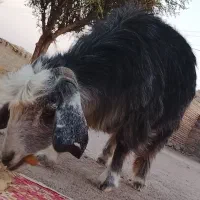 گوسفندنیله|حیوانات مزرعه|بزمان, |دیوار